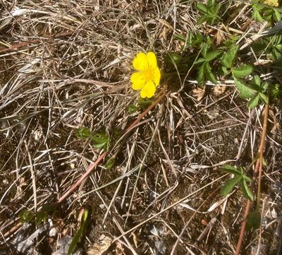 Revfingerört, Potentilla Reitans