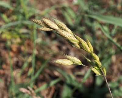 Luddlosta, Bromus hordeaceus