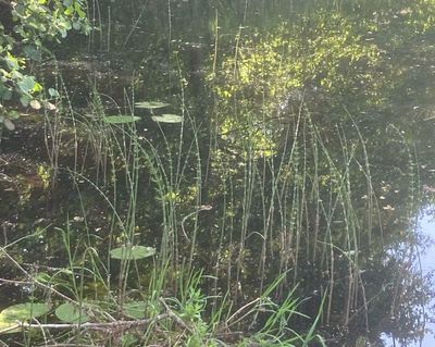 Sjfrken, Equisetum fluviatile