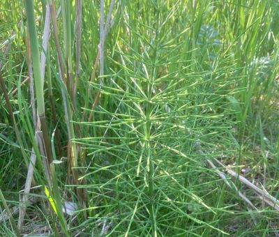 ngsfrken, Equisetum pratens