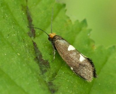 Bladskärarmalar, Incurvariidae