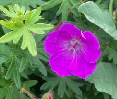 Blodnva, Geranium anguineum