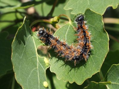 Large Tortoiseshell, Krsbrsfuks   (Nymphalis polychloros).jpg