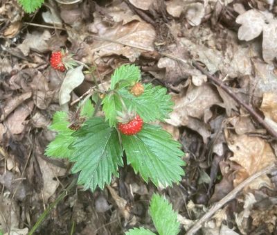 Smultron, Fragaria vespa