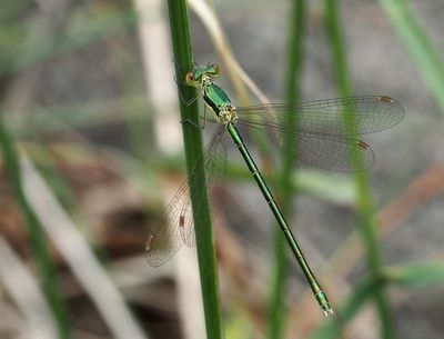 Spreadwings, Lestes genus of damselflies