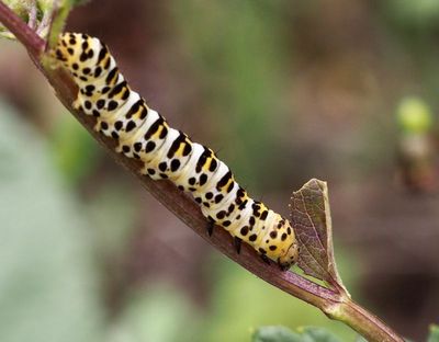 Kapushongflyn, Shark moths, Cuculliinae
