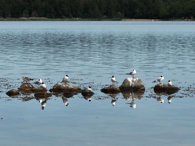 Black-headed gull, Skrattmås, Croicocephalus ridibundus