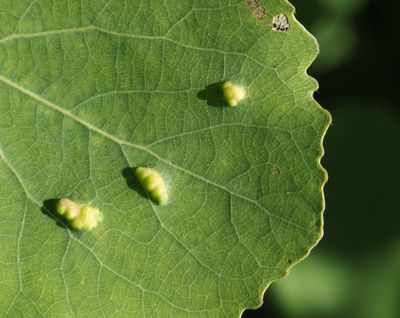 Vit aspfilt, Phyllocoptes populi