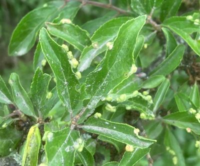 Slnknottor, Eriophyes prunispinosa