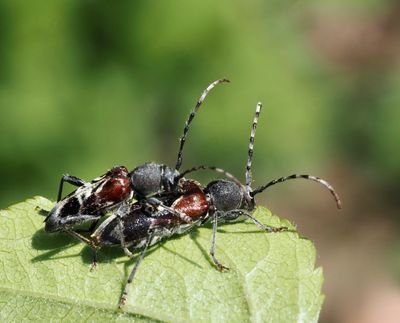 Subfamily Cerambycinae