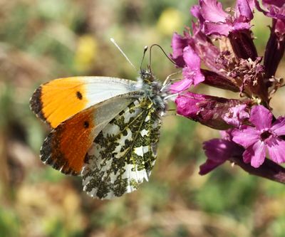 Whites and Yellows, vitfjrilar, Pieridae