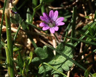 Skuggnva, Geranium pyrenaicum.  jpeg