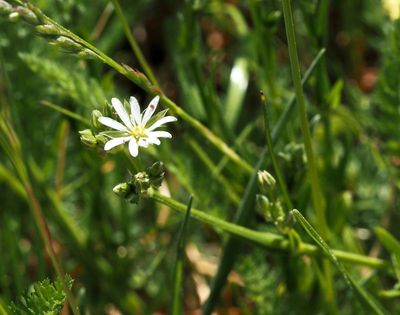 Grässtjärnblomma, Stellaria graminea