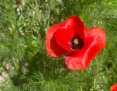 Vallmovxter, Papaveraceae