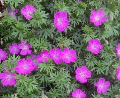 Nvevxter, Geraniaceae