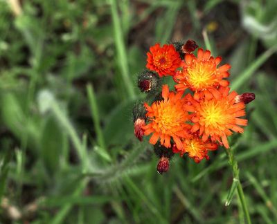Rödfibbla, Pilosella aurantiaca. .jpeg