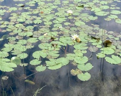 Nckrosvxter, Nymphaeaceae