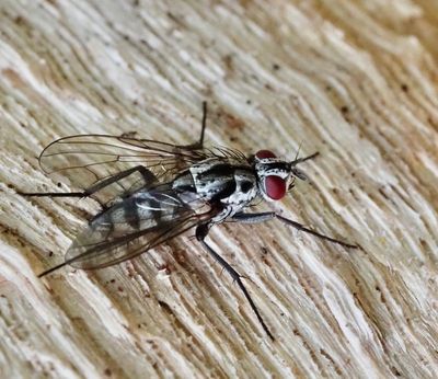 Eustalomyia hilaris .jpeg