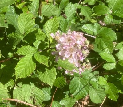 Sötbjörnbär, Rubus plicatus .jpeg