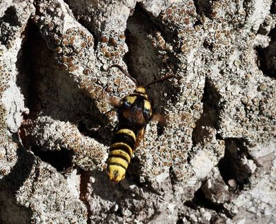  Clearwings in Sweden, Glasvingar (Sesiidae)