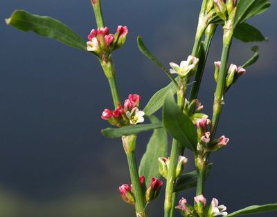 Trampört, Polygonum aviculture