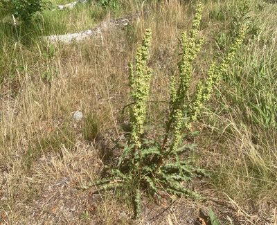 Gårdsskräppa, Rumex longifolius