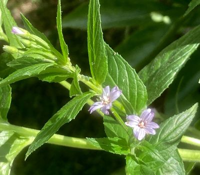 Backdunrt, Epilobium collinum