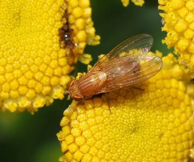 Lvflugor, Lauxanyoidea