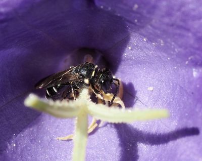 Hylaeus, Yellowface bees, Citronbin