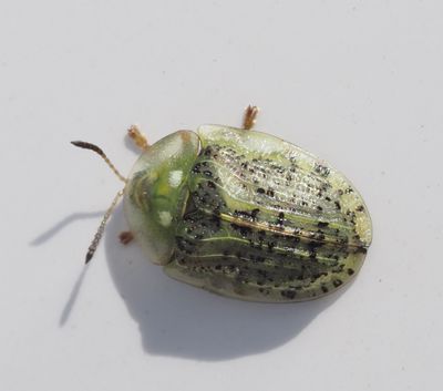Cassida, Skldbaggar