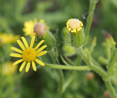 Klibbkorsört, Senecio viscosus .jpeg