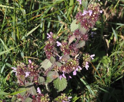 Bosyska, Ballota nigra