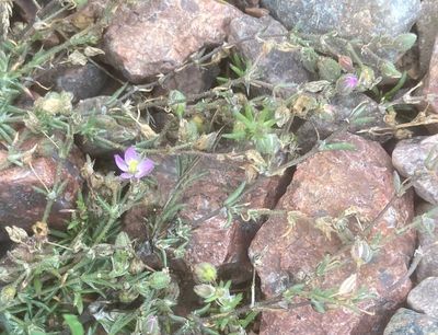 Rödnarv, Spergularia rubra
