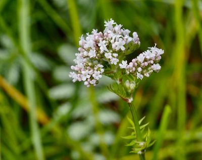 Lkevnderot, Valertiana officinalis. 