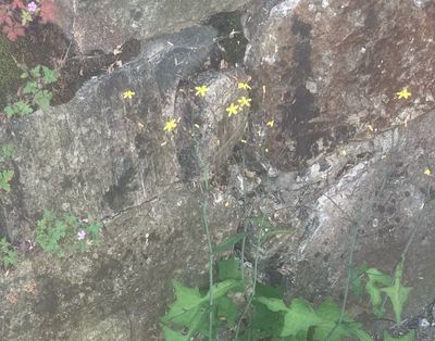 Skogssallat, Lactuca muralis