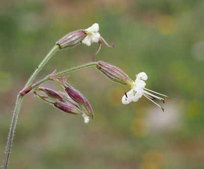 Backglim, Silene nutans. .jpeg
