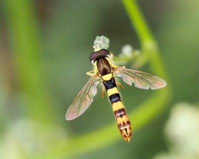 Sländblomflugor, Sphaerophora