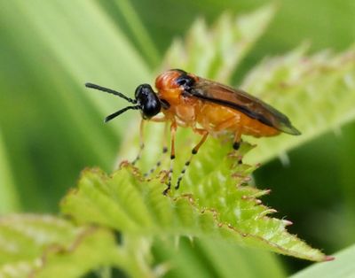 Athalia rosae, Kålbladstekel.jpg