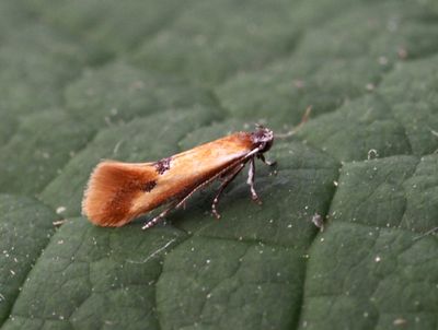Praktmalar, Oecophoridae