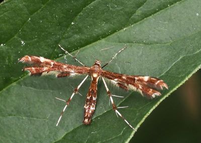 Plume Moths, Fjädermott (Pterophoridae)