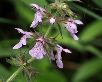 Knlsyska, Stachys palustris