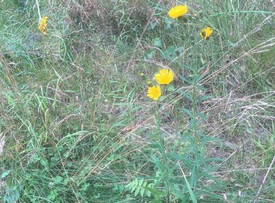 Flockfibbla, Hieracium umbellatum