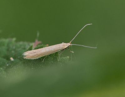 Säckmalar, Coleophoridae