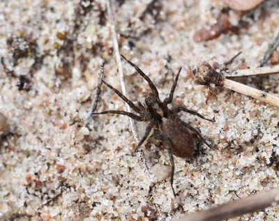 Wolf spiders, Vargspindlar, Lycosidae