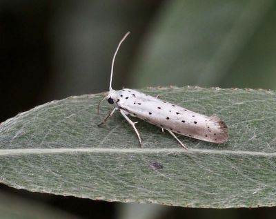Spinnmalar, Yponomeutidae