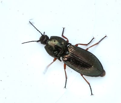   Selatosomus aeneus .jpg