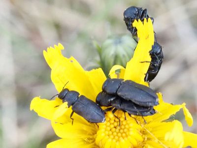 Jewel Beetles, praktbaggar (Buprestidae)