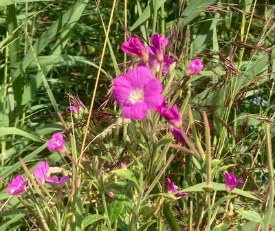 Rosendunrt, Epilobium hirsutum