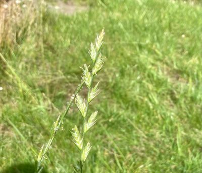Kvickrot, Elytrigia repens