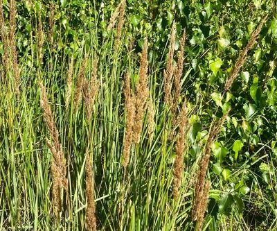 Bergrör, Calamagrostis epigejos